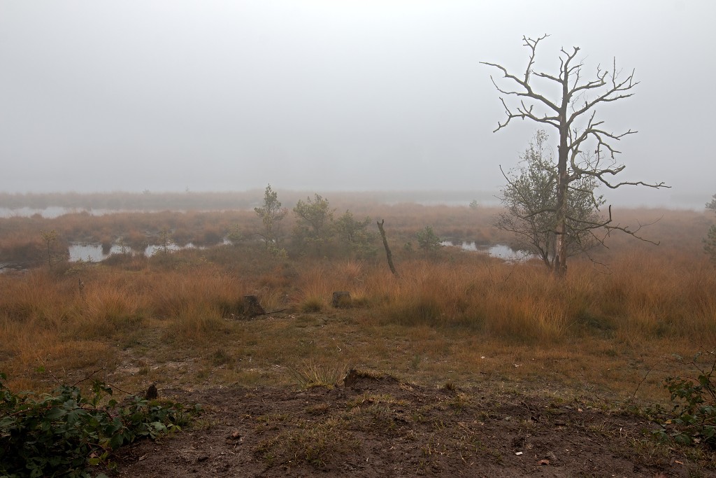 lente zomer herfst winter seizoen seizoenen voorjaar najaar hdr paddenstoelen bladeren mist regen sneeuw